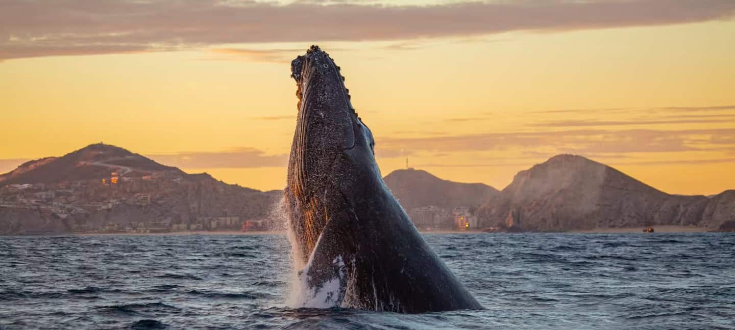 Cabo San Lucas