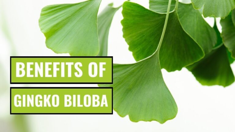 Possible Benefits of Ginkgo Biloba