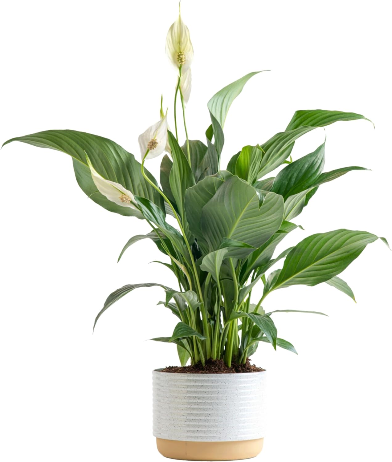 Costa Farms Peace Lily, Live Indoor Plant with Flowers, Easy