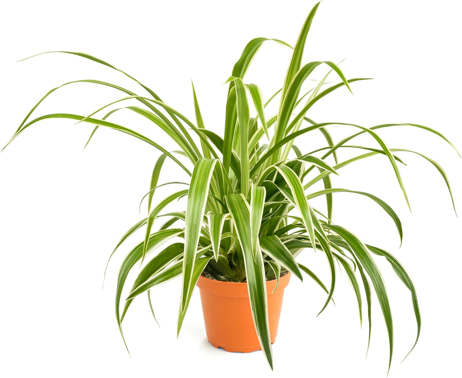 Shop Succulents Spider Plant, Hanging Live Indoor Plant, Eas