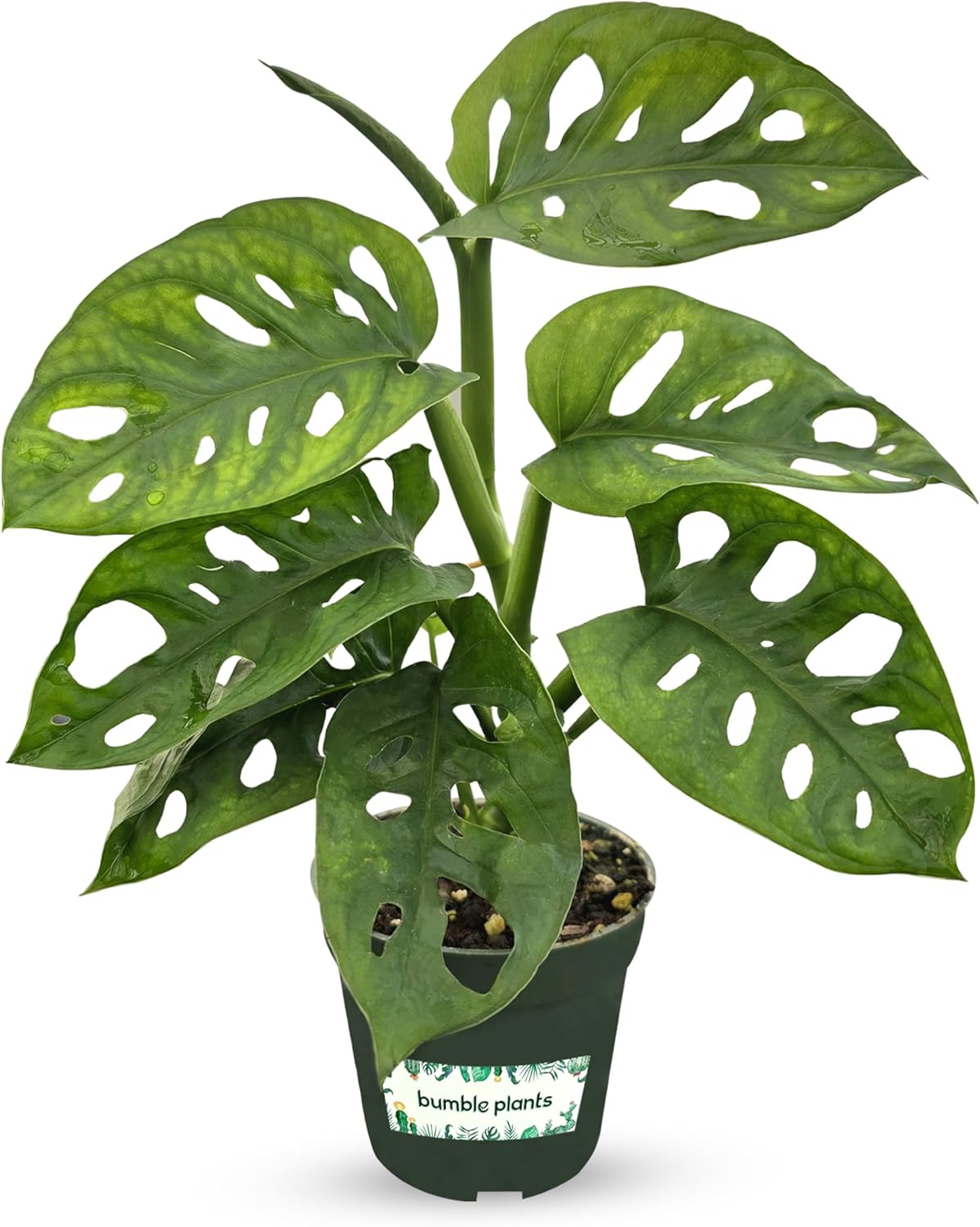 Bumble Plants Monstera Adansonii Real Indoor Plants Live Hou