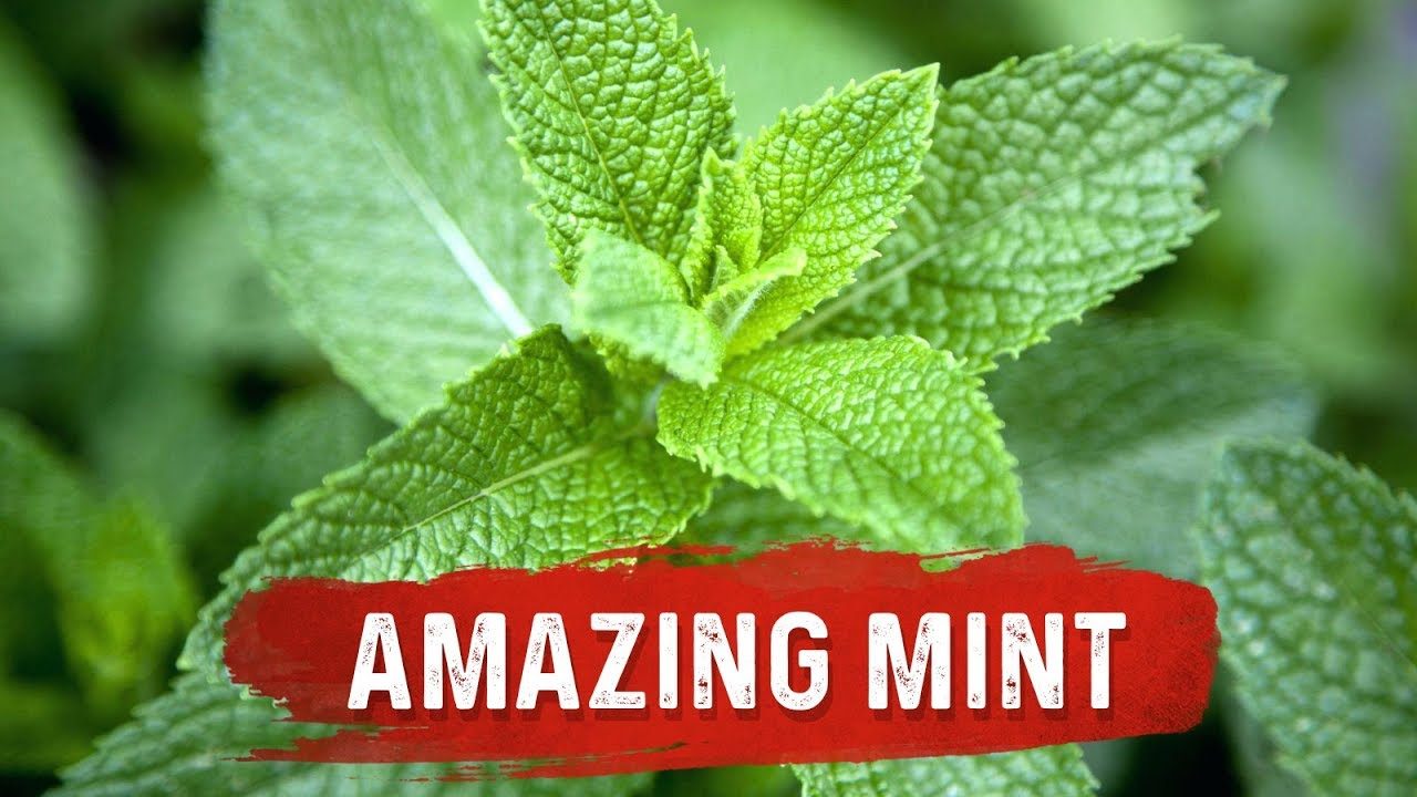 Mint Benefits for Health Mint Leaf Uses for Digestion