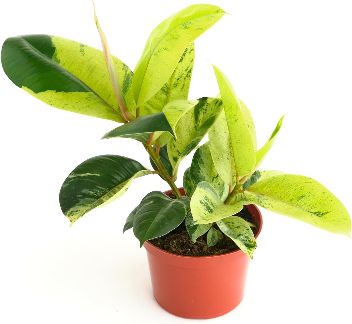 Shop Succulents Ficus Shivereana 'Moonshine', Live Indoor Pl