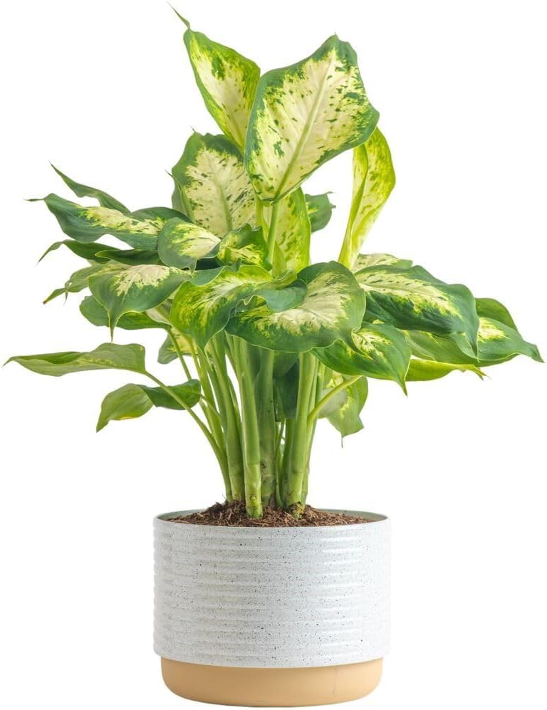 Costa Farms Dieffenbachia Live Plant Indoor, Easy Grow Light