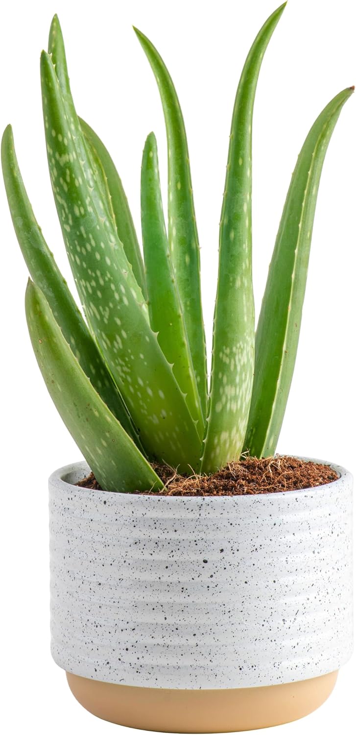 Costa Farms Aloe Vera, Live Succulent Plant, Easy Care Indoo