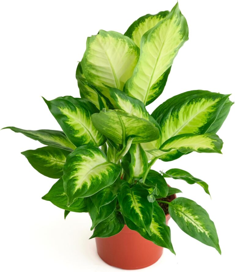 Shop Succulents Dieffenbachia Camille, Live Indoor Plant, Lo