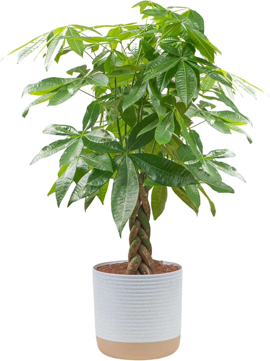 Costa Farms Money Tree Live Plant, Easy to Grow Houseplant