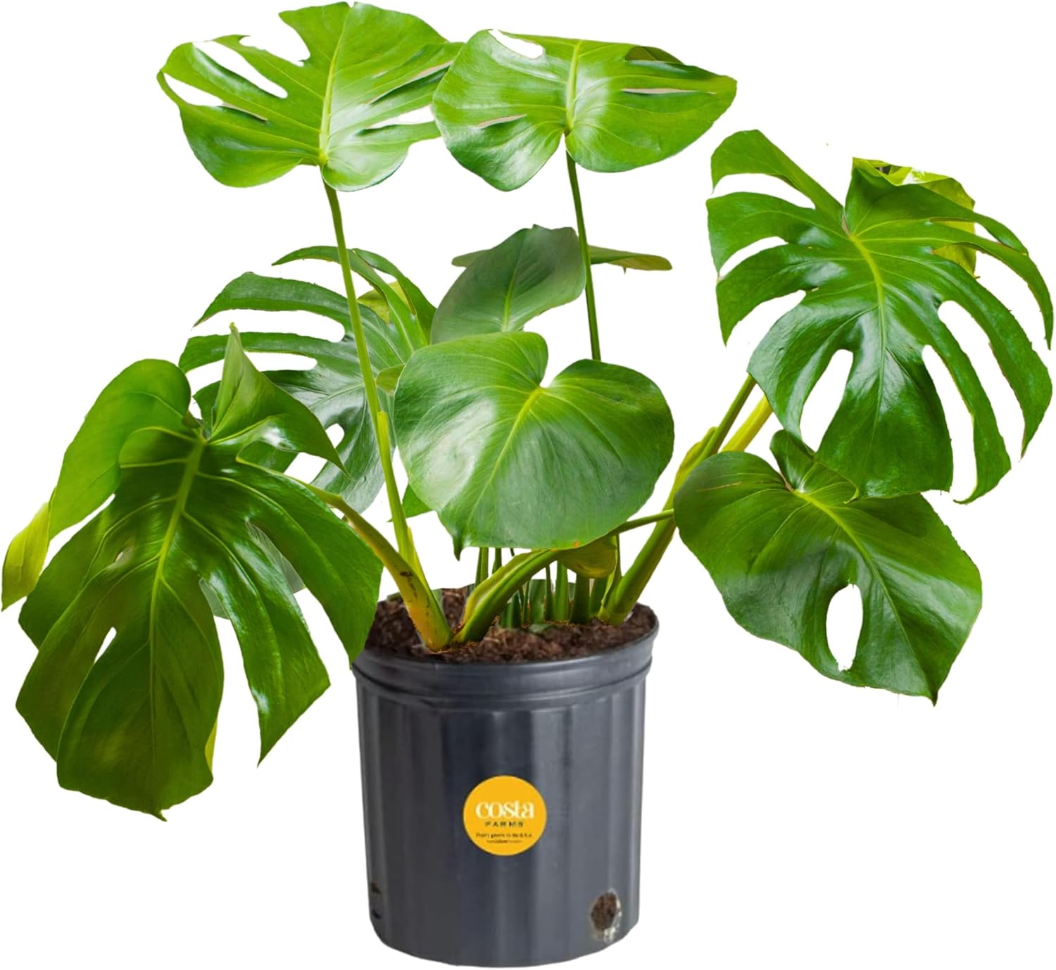 Costa Farms Monstera Swiss Cheese Plant, Live Indoor Plant,