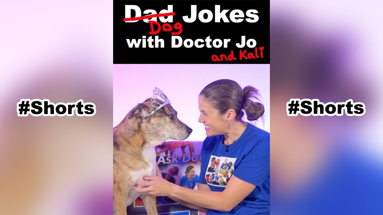 Dog Jokes with Doctor Jo & Kali HIPAA #shorts