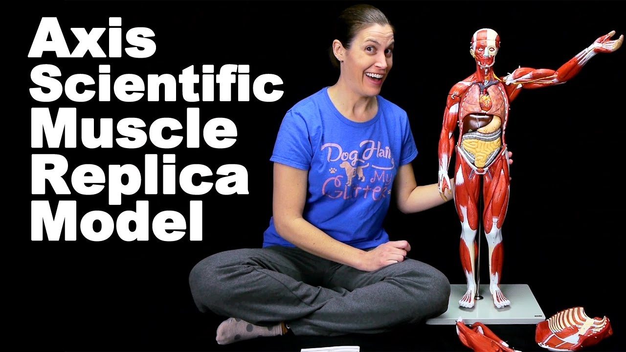 Meet My Axis Scientific Muscle Replica Model Ask Doctor