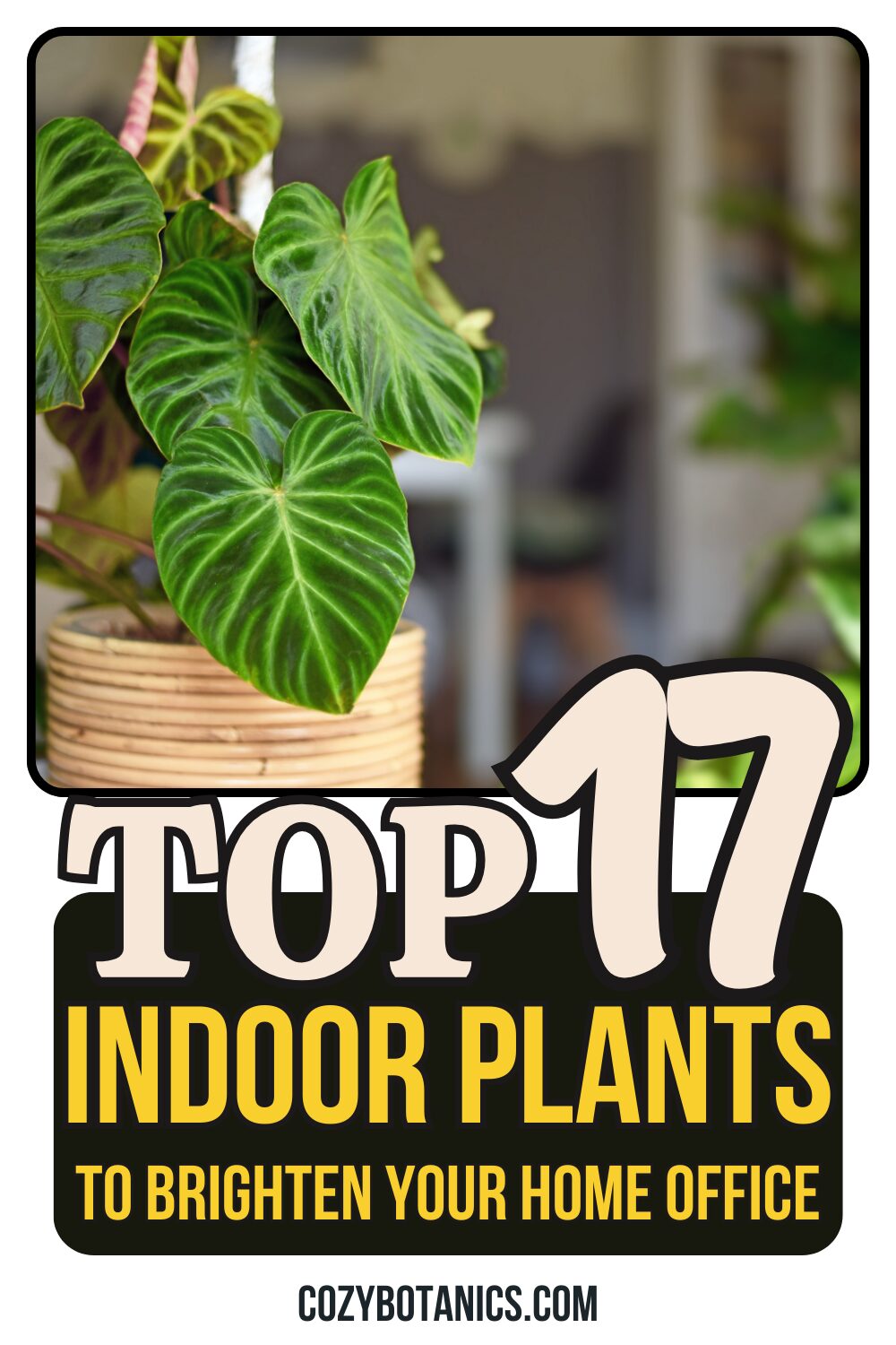 decorating with indoor plants