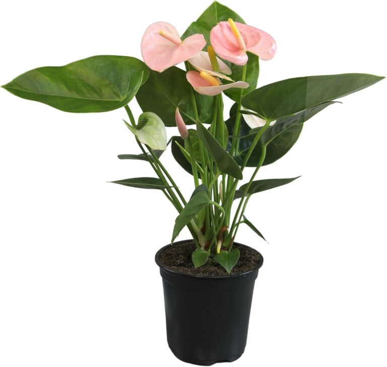 Pink Anthurium Live Plant (Approx " Tall), Real Flower